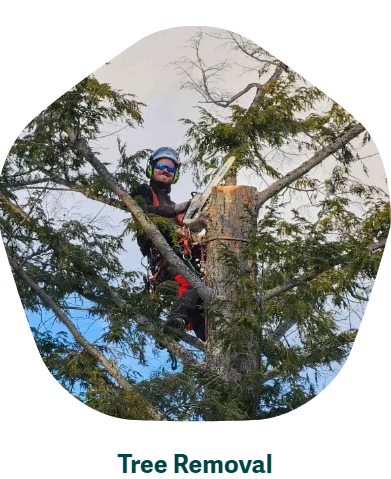 Coylewood Tree Service Inc. - Tree Services in Bracebridge, Ontario